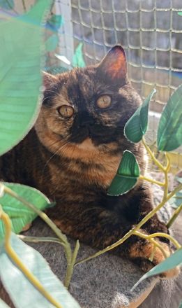 BKH Katze und Kater mit Stammbaum