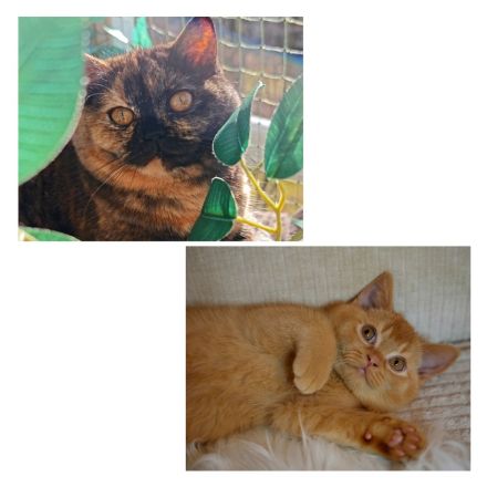 BKH Katze und Kater mit Stammbaum