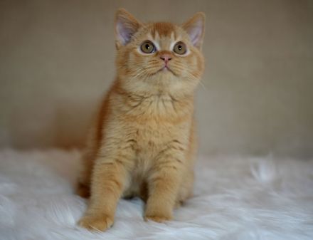 BKH Katze und Kater mit Stammbaum