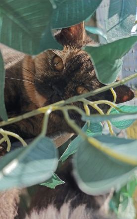 BKH Katze und Kater mit Stammbaum