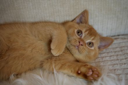 BKH Katze und Kater mit Stammbaum