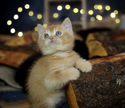 ( Abgabebereit ) BKH Kitten mit Stammbaum