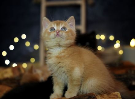 ( Abgabebereit ) BKH Kitten mit Stammbaum