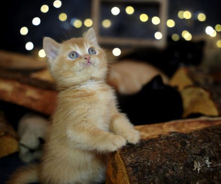 BKH Kitten mit Stammbaum