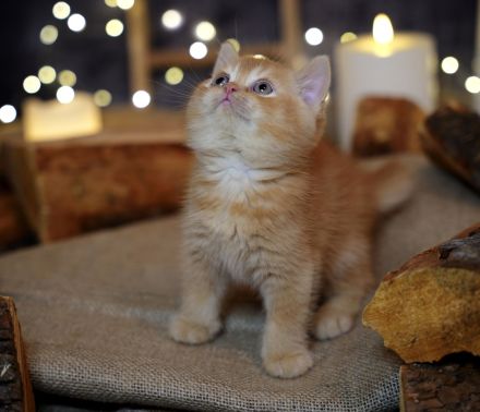 BKH Kitten mit Stammbaum