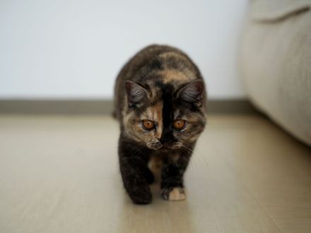 ( Abgabebereit ) BKH Kitten mit Stammbaum