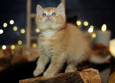 BKH Kitten mit Stammbaum