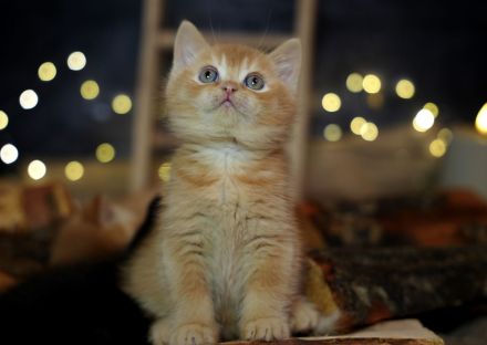 ( Abgabebereit ) BKH Kitten mit Stammbaum