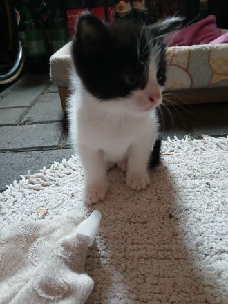 Kleine Katze und kleiner Kater abzugeben, als Pärchen
