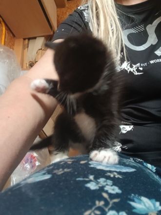 Kleine Katze und kleiner Kater abzugeben, als Pärchen