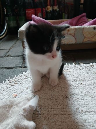 Kleine Katze und kleiner Kater abzugeben, als Pärchen