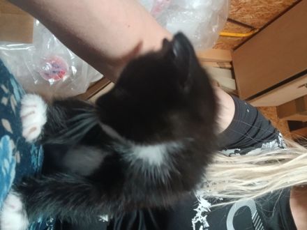 Kleine Katze und kleiner Kater abzugeben, als Pärchen