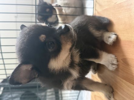 kleiner Pomeranian Spitz