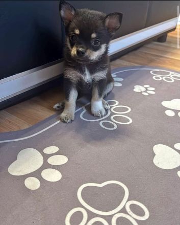 kleiner Pomeranian Spitz