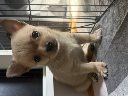 kleiner Pomeranian Spitz