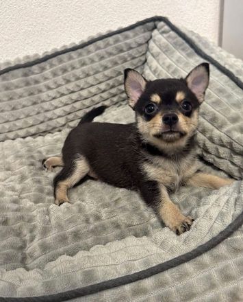 kleiner Pomeranian Spitz