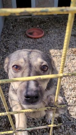 Frohnatur ROMY