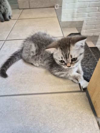BKH KITTEN