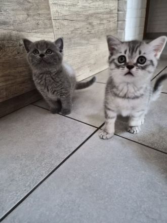BKH KITTEN