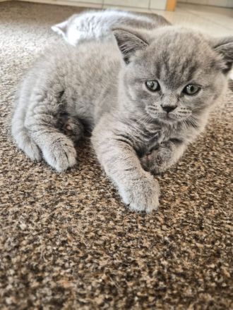 BKH KITTEN