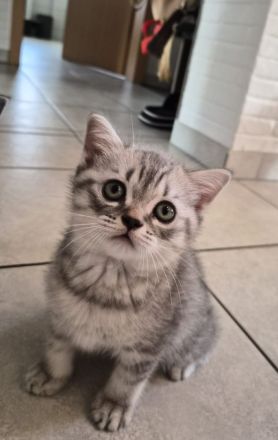 BKH KITTEN