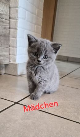 BKH KITTEN