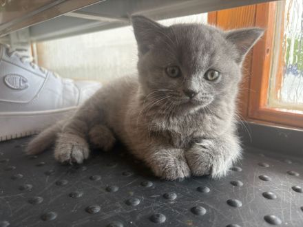 BKH KITTEN