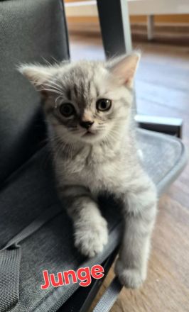 BKH KITTEN