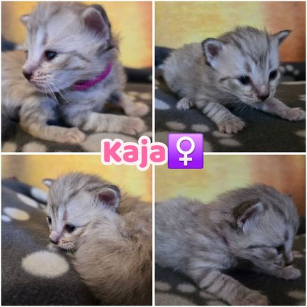 Norwegische Waldkatzen Kitten reinrassig mit Stammbaum
