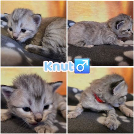 Norwegische Waldkatzen Kitten reinrassig mit Stammbaum