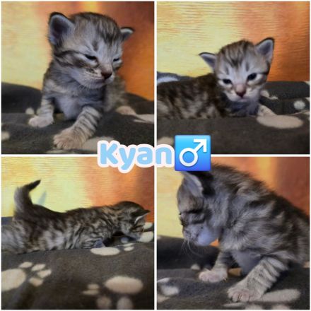Norwegische Waldkatzen Kitten reinrassig mit Stammbaum