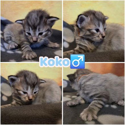 Norwegische Waldkatzen Kitten reinrassig mit Stammbaum