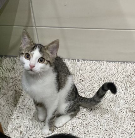 Süßes, selbstständiges Katzenmädchen sucht ein liebevolles Zuhause!
