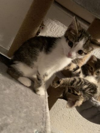Süßes, selbstständiges Katzenmädchen sucht ein liebevolles Zuhause!