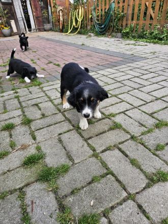 Mischlings Welpen