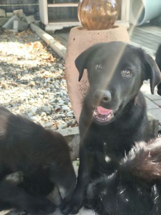 Labrador-schafpudel-welpen