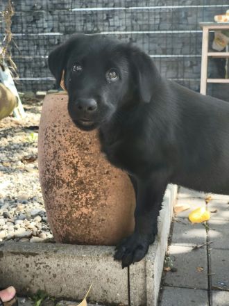 Labrador-schafpudel-welpen