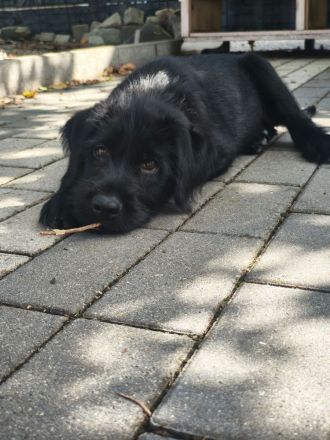 Labrador-schafpudel-welpen