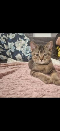 Süsser BKH Kater 12 wochen alt sucht sein Zuhause