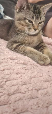 Süsser BKH Kater 12 wochen alt sucht sein Zuhause