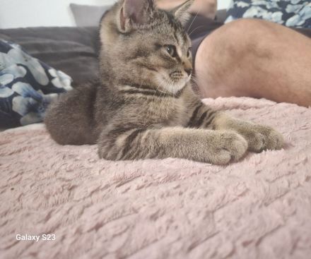 Süsser BKH Kater 12 wochen alt sucht sein Zuhause
