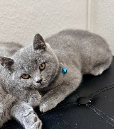 BKH kitten