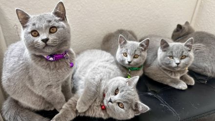 BKH kitten
