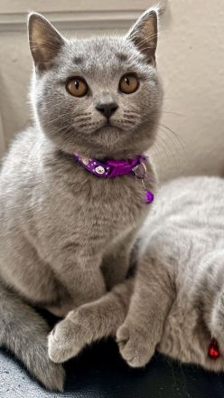 BKH kitten