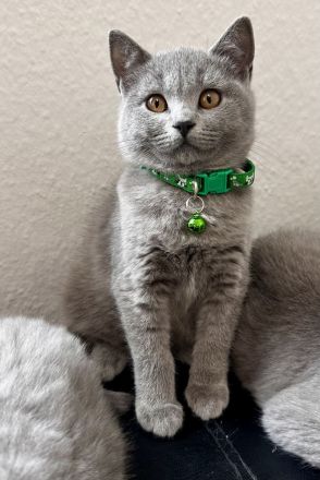 BKH kitten