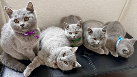 BKH kitten