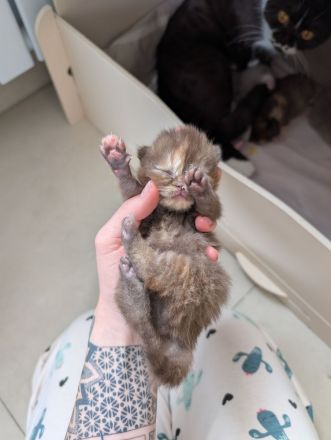 BKH mit Stammbaum britisch Kurzhaar kitten Champion Verpaarung