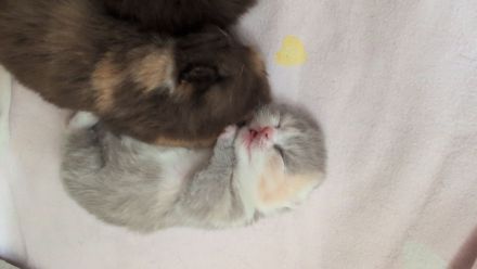 BKH mit Stammbaum britisch Kurzhaar kitten Champion Verpaarung