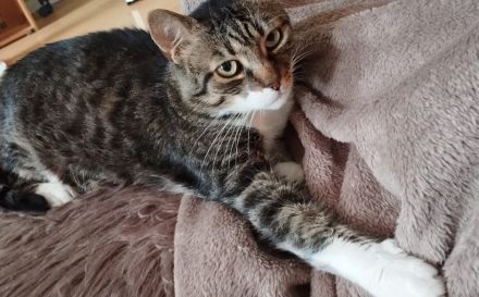 Zuhause gesucht für Aristoteles