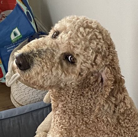 Labradoodle F2 Edgar Elva's F2 - Vincent